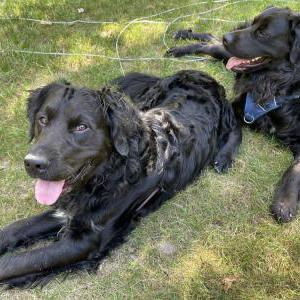 Image of Sherlock, Lost Dog