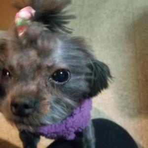 Image of Diamond, Lost Dog