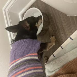 Image of Unknown, Found Dog