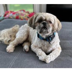 Image of Chewie, Lost Dog