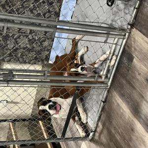 Lost Dog Mason