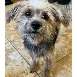 Image of Gucci, Lost Dog