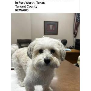 Lost Dog Otis