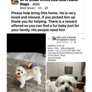 2nd Image of Otis, Lost Dog