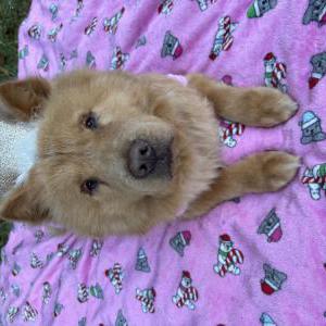 Image of Luna, Lost Dog