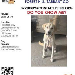 Image of Unknown, Found Dog