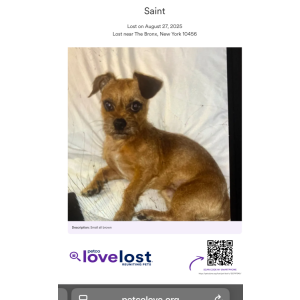 Lost Dog Saint