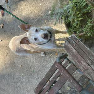 Image of Unknown, Found Dog