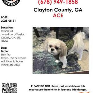 Image of Ace, Lost Dog