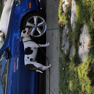 Image of Unknown, Found Dog