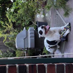 2nd Image of Unknown, Found Dog