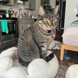 Image of Taylor, Lost Cat