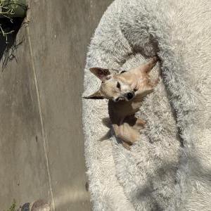 Image of Yoko, Lost Dog