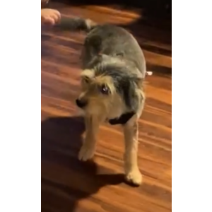 Image of Capi(capitán), Lost Dog