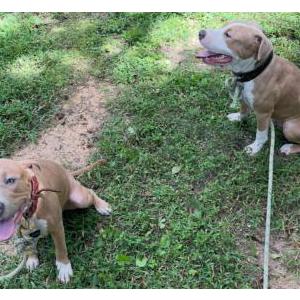 Image of Unknown, Found Dog