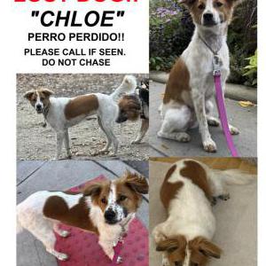Lost Dog Chloe