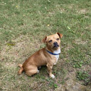 Image of unknown, Found Dog