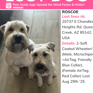 Image of Roscoe, Lost Dog