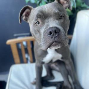 Image of Waffles, Lost Dog