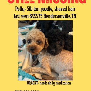 Image of Polly, Lost Dog