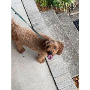 Image of Unknown, Found Dog