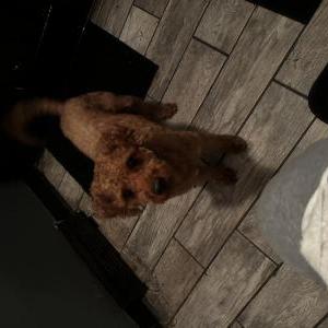 Lost Dog Ace