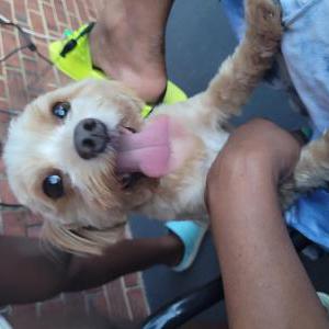 Image of Munchken, Lost Dog