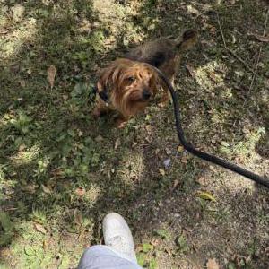 Image of Louie, Lost Dog