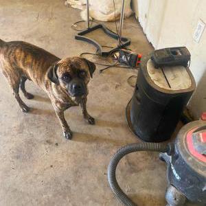 Image of $1000 reward, Lost Dog