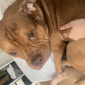 Image of Chewie, Lost Dog