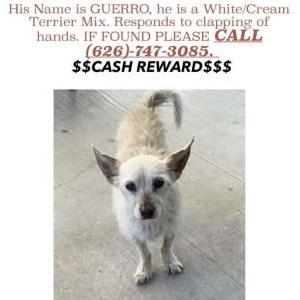 Lost Dog Guero