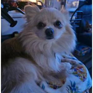 Image of Penny, Lost Dog