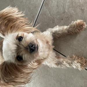 Lost Dog Cali