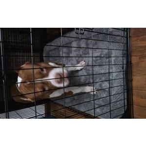 Image of Unknown, Found Dog