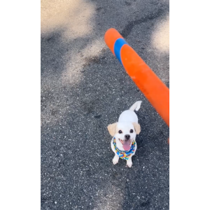 Lost Dog Tyller