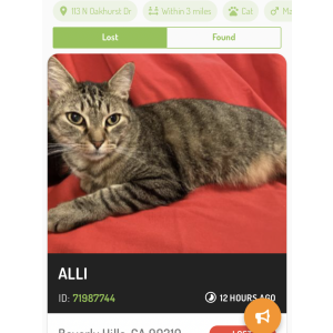 Image of ALLI, Lost Cat