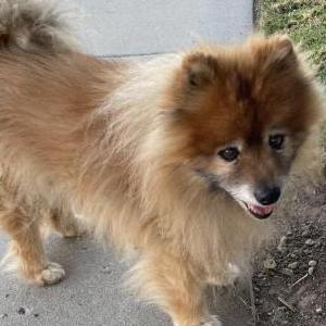 Image of Unknown, Found Dog