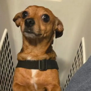 Lost Dog Little