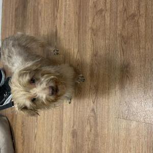 Found Dog Unknown