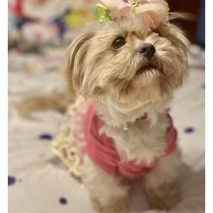 Image of April, Lost Dog