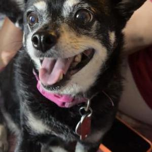 Image of Pepper, Lost Dog