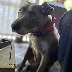 Image of Harley, Lost Dog