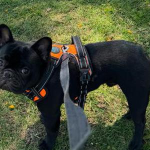 Lost Dog Barley