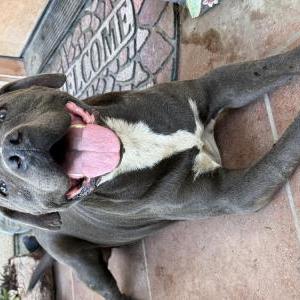 Image of Unknown, Found Dog