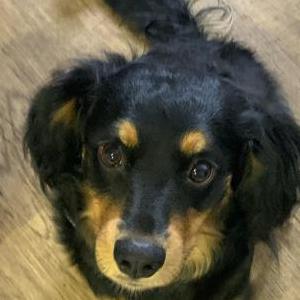 Lost Dog Bisquit