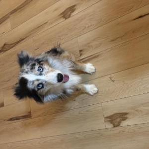 Image of Freya, Lost Dog