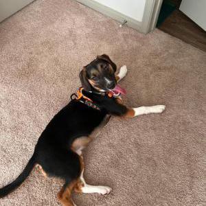 Image of Churro, Lost Dog