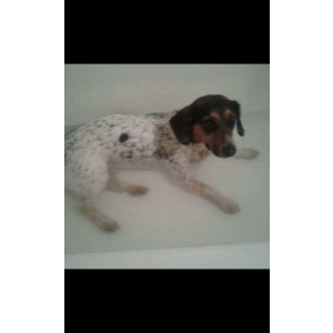 Image of LadyBug, Lost Dog