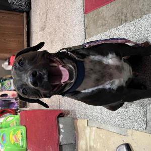 Found Dog unknown