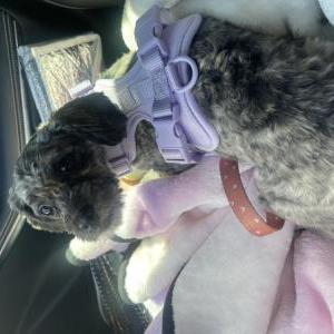 Image of Unknown, Found Dog